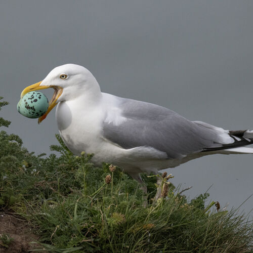 Stealing a Guillemots Egg