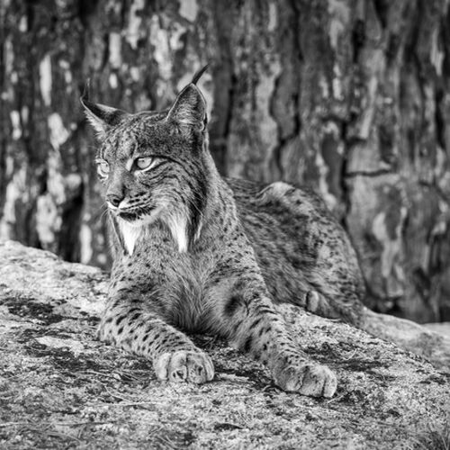 Iberian Lynx