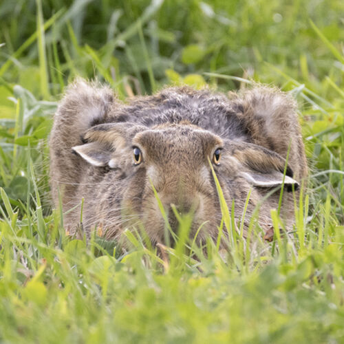 Hidden