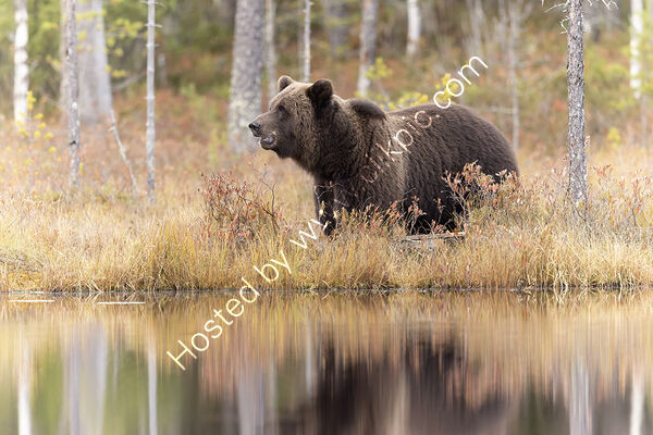 Male Bear in Autumn