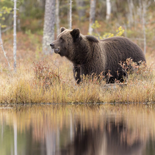Male Bear in Autumn