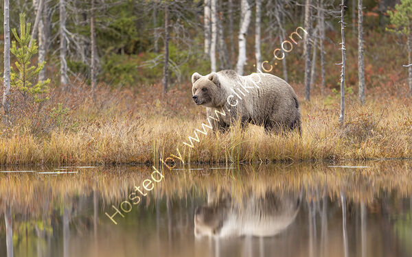 Reflection of a Cub