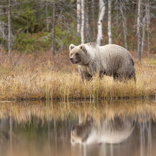 Reflection of a Cub