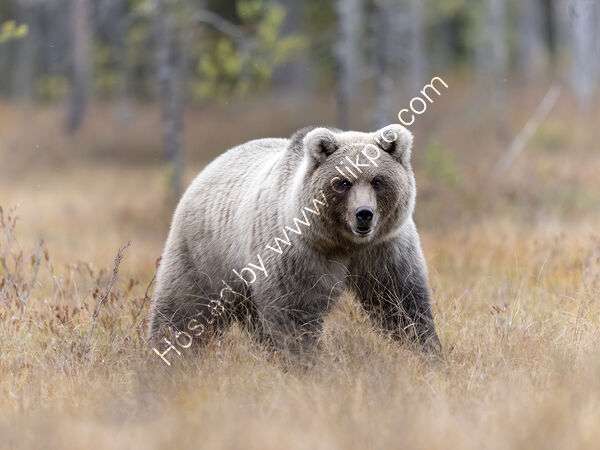 Bear in Autumn
