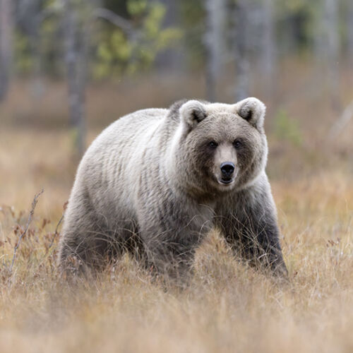 Bear in Autumn