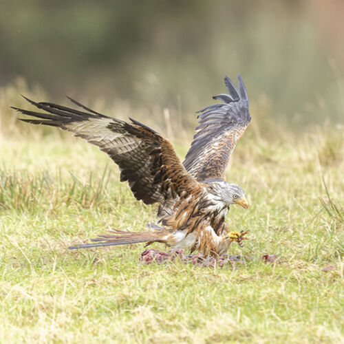 Red Kite 2