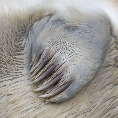 Pups Paw