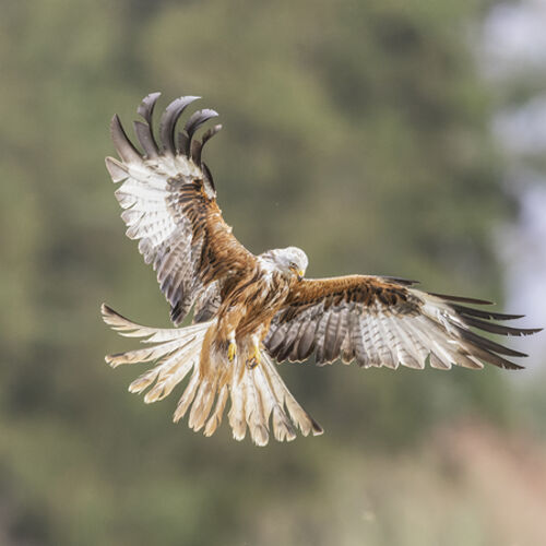 Red Kite 3