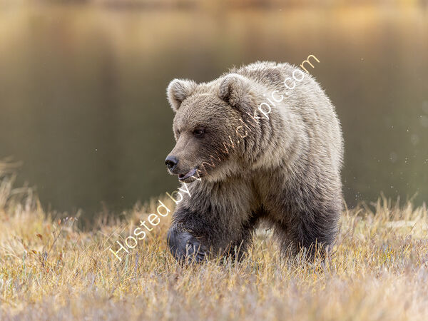 Cub at 1 Year