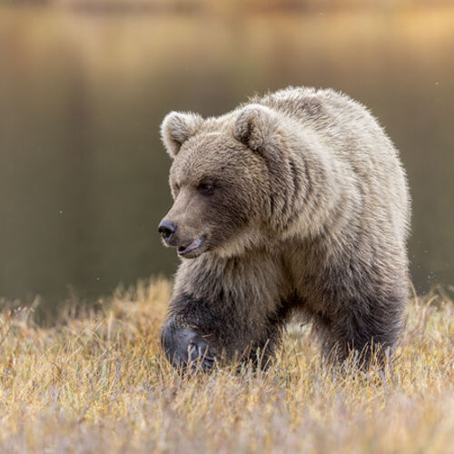 Cub at 1 Year