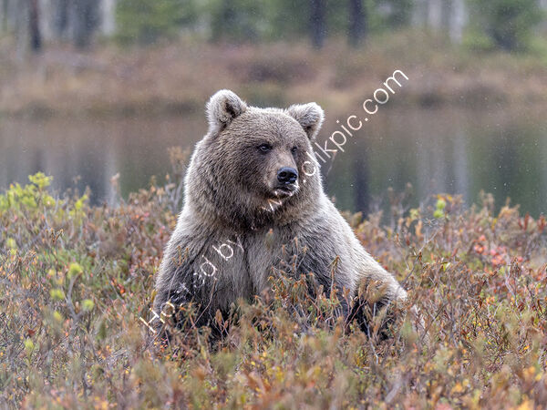 Amongst the Bilberries