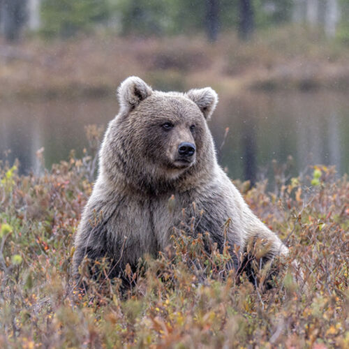 Amongst the Bilberries