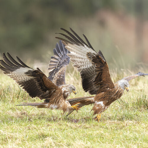 Red Kite 4