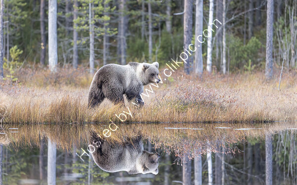 Reflection of a Silver Cub