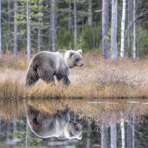 Reflection of a Silver Cub