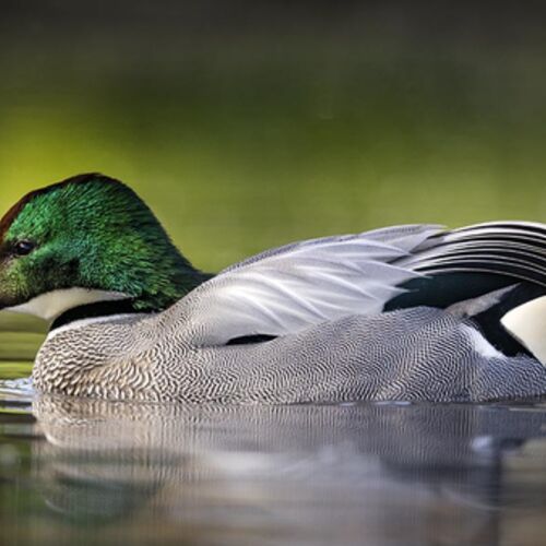 Falcated Duck