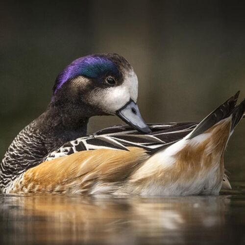 Chiloe Wigeon