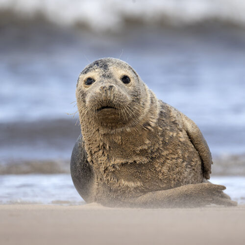Covered in Sand