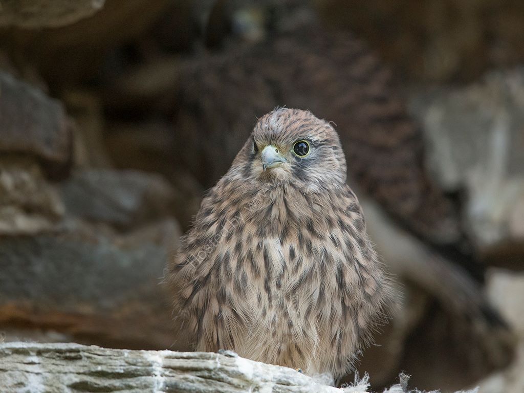 Kestrel Chick 2