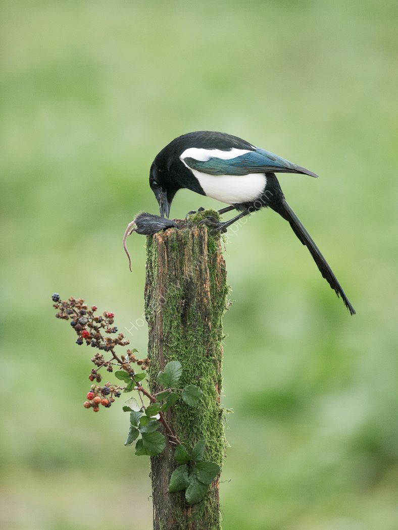 Magpie Eats Mouse