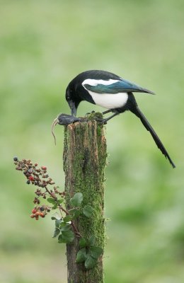 Woodland Birds