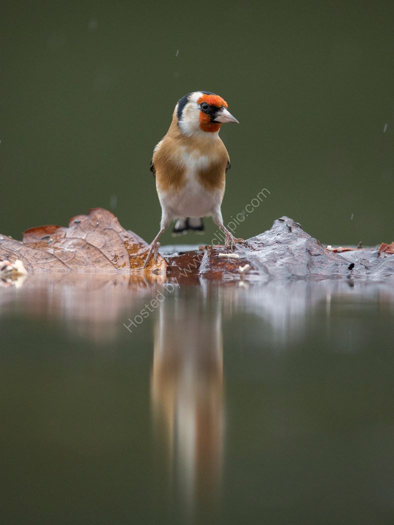Reflection of a Goldfinch