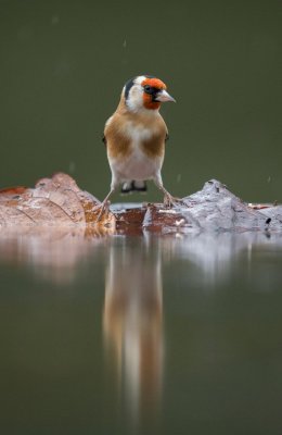 Reflection of a Goldfinch
