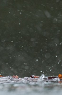 Hard Rain