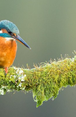 Kingfisher 2