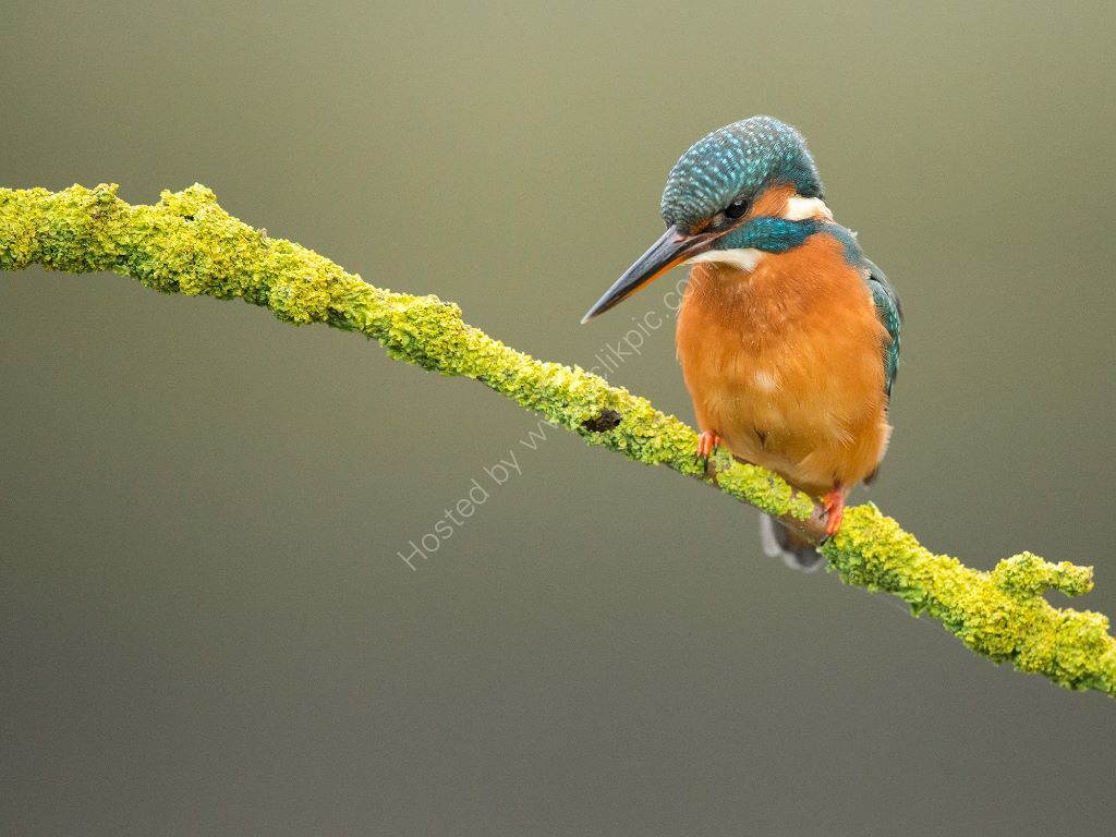 Kingfisher 3