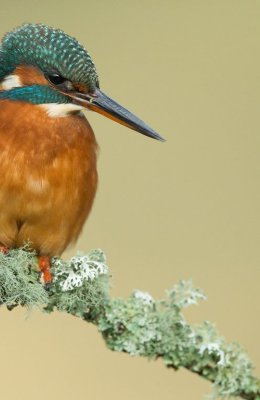 Kingfisher 4