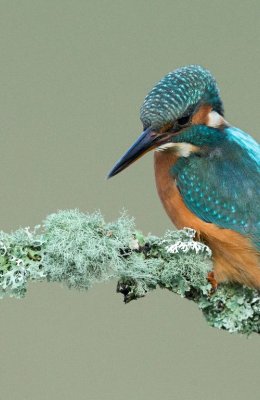 Kingfisher 6