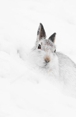 Hare In Snow 3