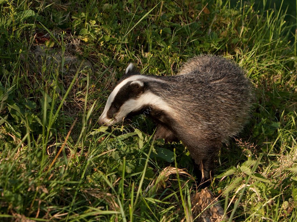 Badger at Sunset