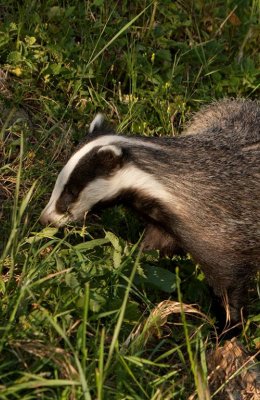 Badger at Sunset