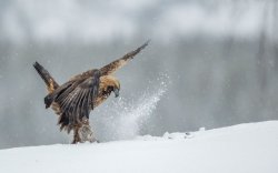 Golden Eagle 8