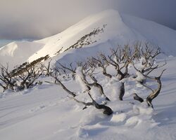 Burnt Snow Gum Trunks