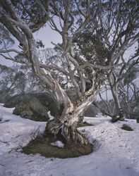 Old growth Snow Gum
