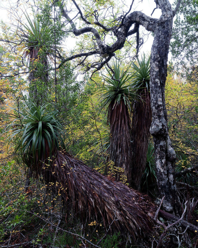 Fagus and Richea