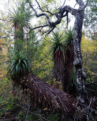 Fagus and Richea