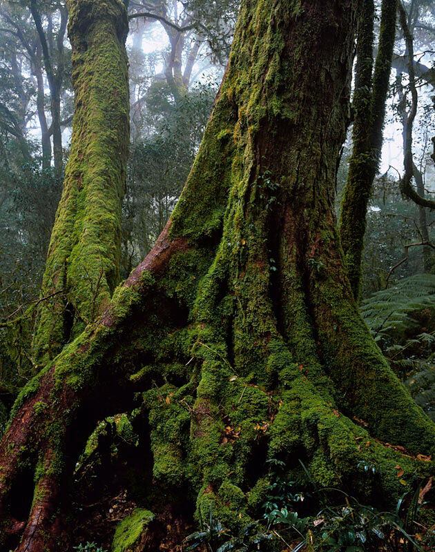 Antarctic Beech