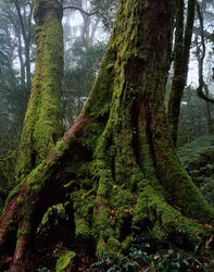 Antarctic Beech
