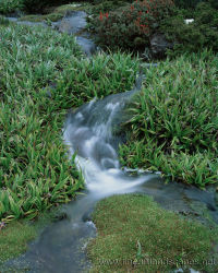 Alpine stream, Walled Mountain