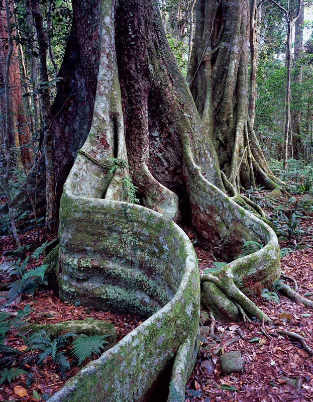 Booyang and Strangler Fig