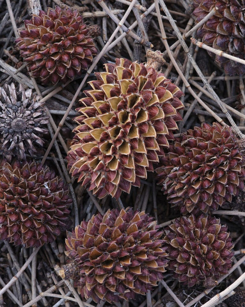 Black Sheoak cones