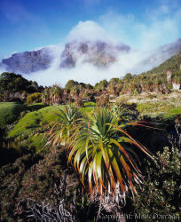Gathering mist, Mt Anne