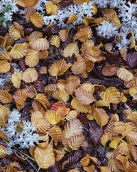 Fagus leaves