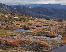 Alpine garden, Mt Rufus