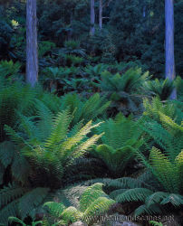 Fern Glade