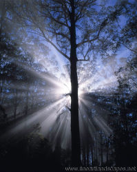 Sunburst in Shining Gum Forest